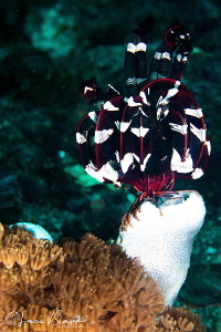 Black-and-white crinoid/Photographed with a Canon 60 mm m... by Laurie Slawson 